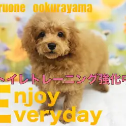 【 トイプードル 】広いお部屋にお引越ししておトイレトレーニング強化中！