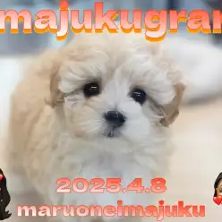 【 イマジュクグラム 】速報!アプリコットカラーが美しいマルプーの女の子が登場!