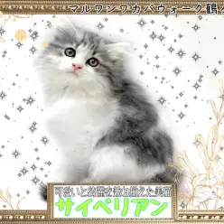 【 サイベリアン 】可愛いと綺麗を兼ね揃えたサイベリアンちゃん！