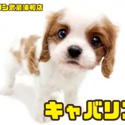 【 キャバリア 】可憐な癒し系！穏やかな性格が魅力の美少女が埼玉浦和に登場