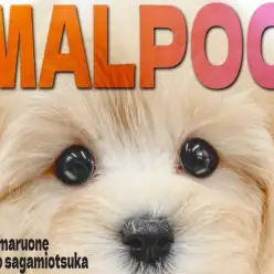 【 マルプー 】人気がとまらない！！可愛らしさと小さめボディのクリームマルプー