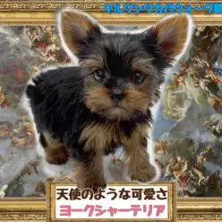 【 ヨークシャーテリア 】まるで天使！可愛いすぎる！歩く宝石ヨーキー