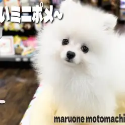 【 ポメラニアン 】生後2か月で体重1kg！小さめサイズの白系ポメの女の子！