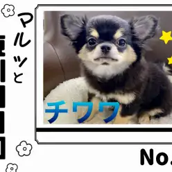 【 マルっと東川口日和No.9 】賢く従順、やわらかな毛並みの癒し系チワワくん