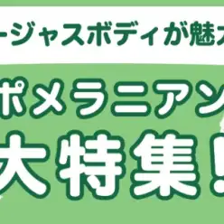 【 ポメラニアン特集 】5/2現在在店中のボリューム満点の癒し系！最新動画は必見