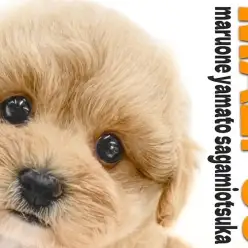 【 マルプー 】愛らしさと飼いやすさが両立する夢のようなMIX犬が大和市に登場！