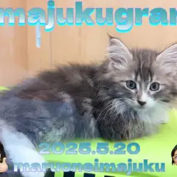 【 イマジュクグラム 】ブルータビーが美しいノルウェージャンの男の子が仲間入り！