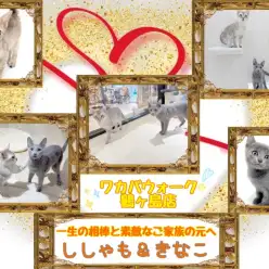 【 社会化が繋いだ縁！奇跡の多頭飼い 】ししゃも&きなこ奇跡のお迎え物語