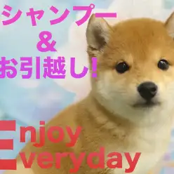 【 豆柴 】初シャンプー＆大きいお部屋にお引っ越した豆柴ちゃん！