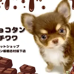 【 チワワ 】チョコタンチワワ入店！小さめボディに包まれた沢山の魅力をご紹介！