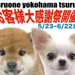 【 お知らせ 】お客様大感謝祭開催！マルワン横浜鶴見店に在店している犬ちゃんをご紹介！