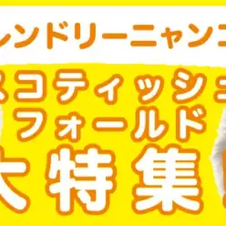 【 スコティッシュフォールド特集 】5/15現在在店中の垂れ耳にゃんこ！最新動画は必見！