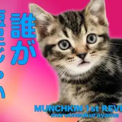 【 マンチカン 】アーティスティックなクラシックタビーの甘ったれ短足王子！