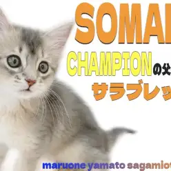 【 ソマリ 】ダブルチャンピオンのパパにも負けないルックスのバレエキャット現る