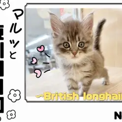 【 マルっと東川口日和No.2 】人気独占！ブリティッシュロングヘアの貴公子降臨