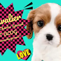 【 キャバリア 】やさしさと気品あふれるハーモニー！ブレンハイムのプリンセス！