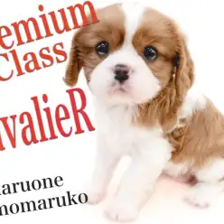 【 キャバリア 】プレミアム認定！大田区で出会える最高峰のルックスを持つ女の子！