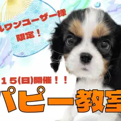 【 お知らせ 】横浜元町店6月のパピー教室のご案内！