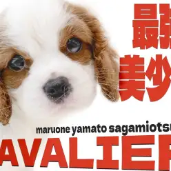 【 キャバリア 】初心者でも安心！ブレンハイムが美しい生後2ヶ月半の圧倒的美少女