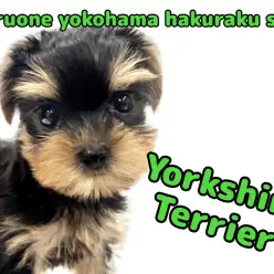 【 ヨークシャーテリア 】生後60日体重650g！温厚な小さめヨーキー登場！