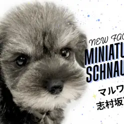 【 ミニチュア・シュナウザー 】おヒゲが魅力のわんこ!超美形なシュナくんが登場!