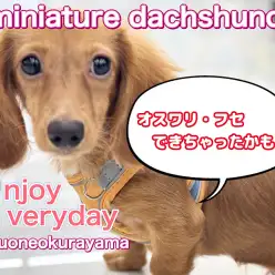 【 ミニチュアダックス 】トレーニングは大事！賢きゴールドレディ！