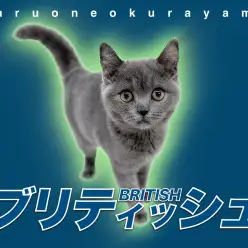 【 ブリティッシュショートヘア 】大倉山にまん丸のハイレベルなネコ様が降臨！