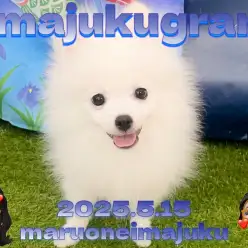 【 ポメラニアン 】可愛い猿期迎えてます!癒し系ホワイトたぬきポメ!