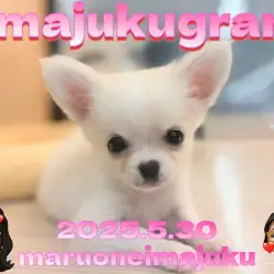 【 イマジュクグラム 】へそ天もできる甘え上手なチワワちゃまの最新動画を大公開!