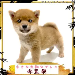 【 豆柴 】小さいながらに整ったお顔さすが大和なでしこ！