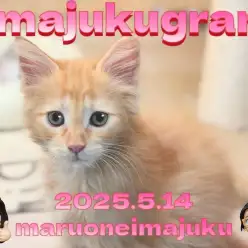 【 イマジュクグラム 】レッドタビーが美しいメインクーンの女の子登場!