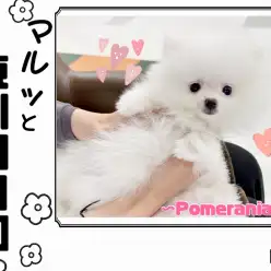【 マルっと東川口日和No.1 】毛吹きが映える小さな王者ことポメラニアン