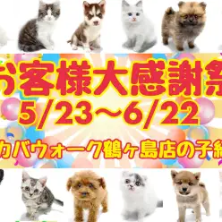 【 早速家族が決まってます！ 】大感謝祭ワカバウォーク鶴ヶ島っ子紹介