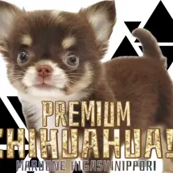 【 チワワ 】これぞマルワンプレミアム!小さめの最強チョコタン遺伝子の王子様