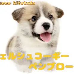 【 コーギー 】癒し度満点のムチッとマシュマロボディ！コーギーの男の子が仲間入り