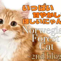 【 ノルウェージャンフォレスト 】体は大きく心は寛大に！イケメン猫の2ndブログ