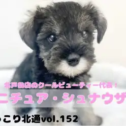 【 ほっこり北通Vol.152 】シックカラーのクールビューティーシュナちゃん！