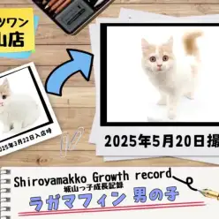 【 ラガマフィン 】城山っ子成長報告！2025年5月22日