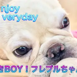 【 フレンチブルドッグ 】知育玩具なんて楽勝だ！賢きフレンチBOY！