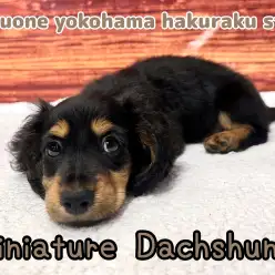 【 ダックス】愛らしさにキュン！小さな体に詰まった無限の魅力