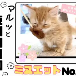 【 マルっと東川口日和No.14 】争奪戦必須な超激カワ短足にゃんこが登場！