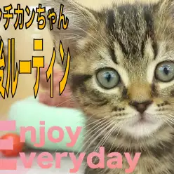 【 マンチカン 】ごちそうさまの後のルーティンをご紹介！！