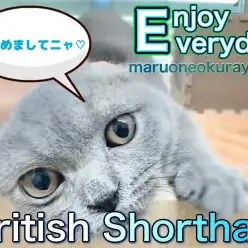 【 ブリティッシュショートヘア 】はじめまして！丸いフォルムにあなたもメロメロ！