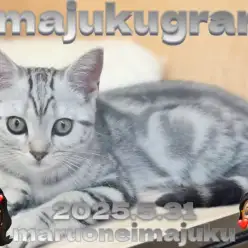 【 イマジュクグラム 】抱っこ大好きな甘えん坊に成長中のアメショちゃま最新情報!