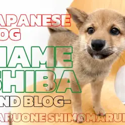 【 豆柴 】超小柄なサイズ感！抱っこもお手の物！穏やかな性格は大田区1番の忠犬？