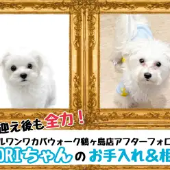 【 今日の鶴ヶ島店 】卒業生マルチーズのMORIちゃんの来店