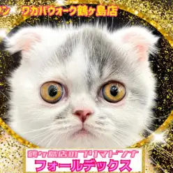 【 フォールデックス 】鶴ヶ島店長激推しのプリマドンニャ！癒やし系フォーちゃん！