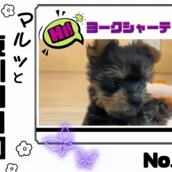 【 マルっと東川口日和No12 】順応性抜群!可愛らしい女の子ヨーキーちゃん