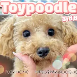 【 トイプードル 】現在社会化トレーニング中！生後9ヶ月を迎えた美わんこに注目