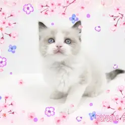 【 ラグドール 】可愛くて美しい!シールポイントバイカラーのまんまる男子!